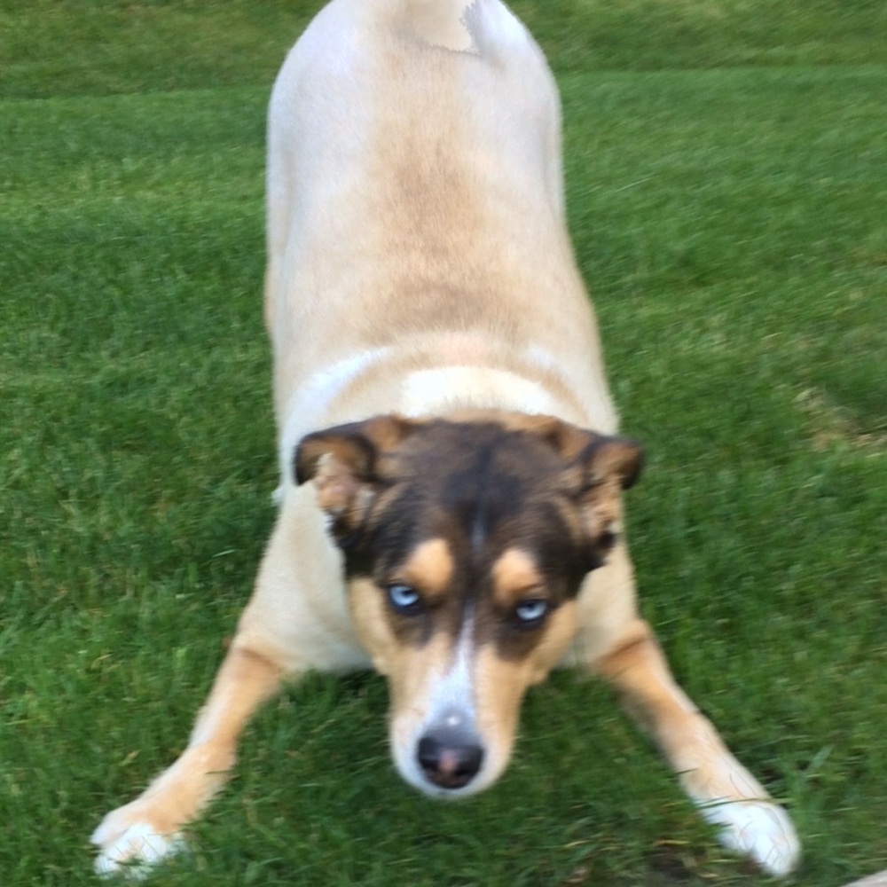 BUDDY
BEAUTIFUL 
MY BABY
